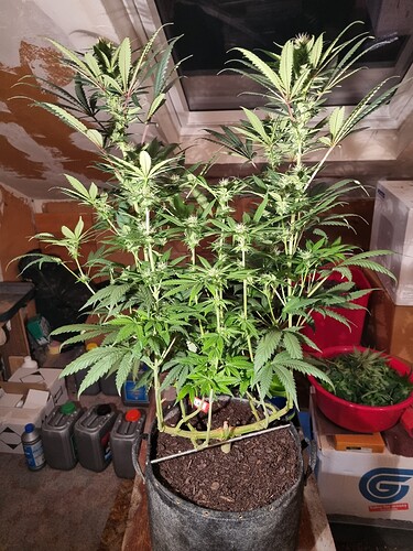 Growreport Bild 23
