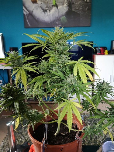 Growreport Bild 1
