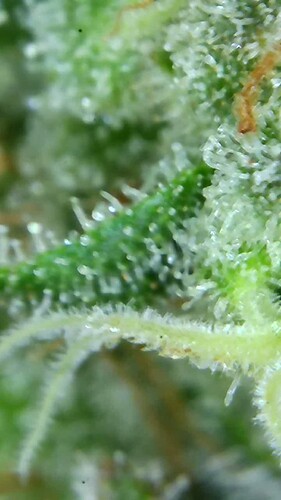 Growreport Bild 73