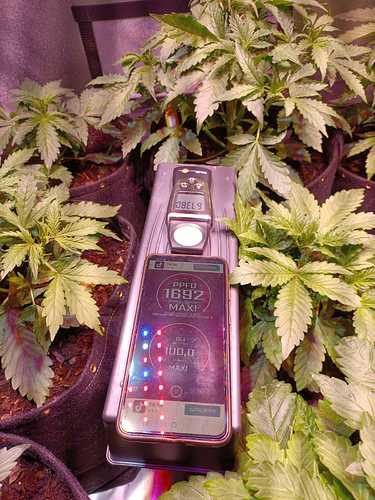 Growreport Bild 25