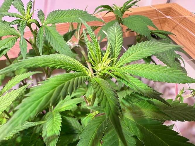 Growreport Bild 13