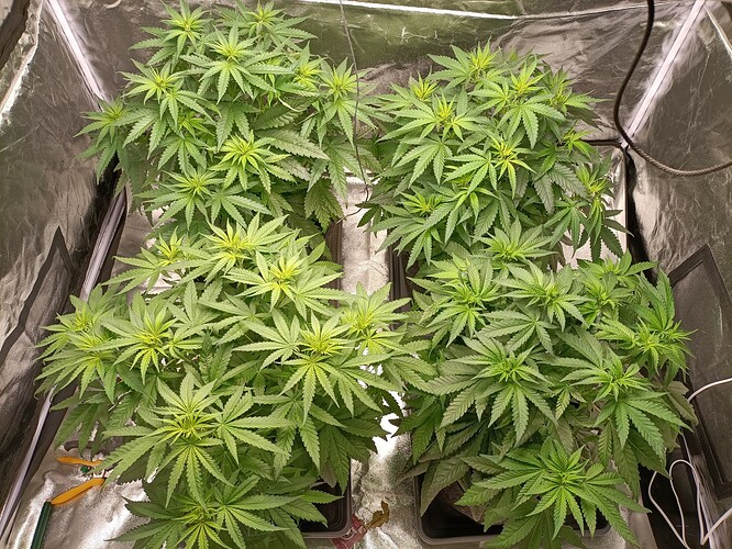 Growreport Bild 3