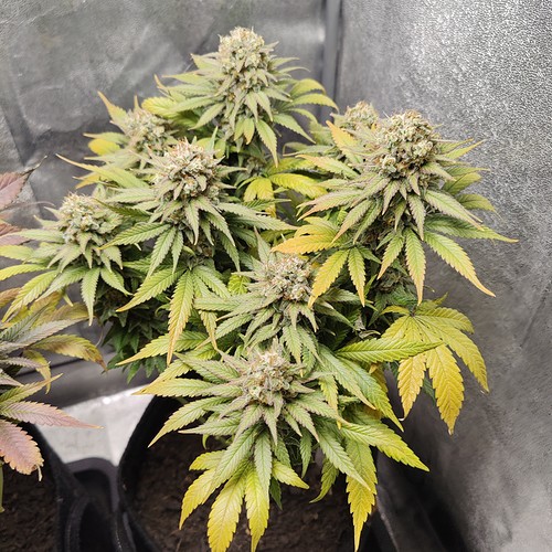 Growreport Bild 6