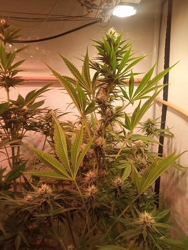 Growreport Bild 35