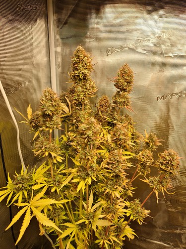 Growreport Bild 3