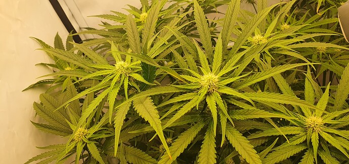 Growreport Bild 13