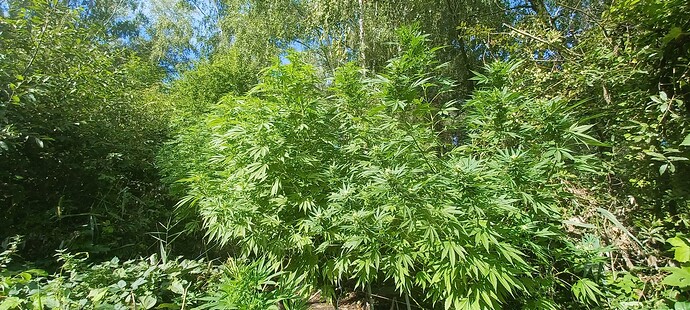 Growreport Bild 1