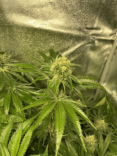 Growreport Bild 2