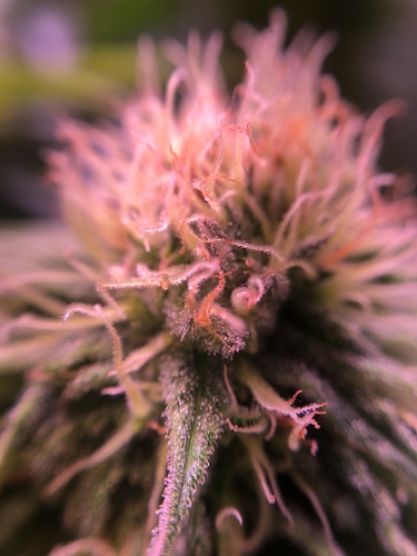 Growreport Bild 17