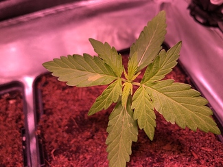 Growreport Bild 4