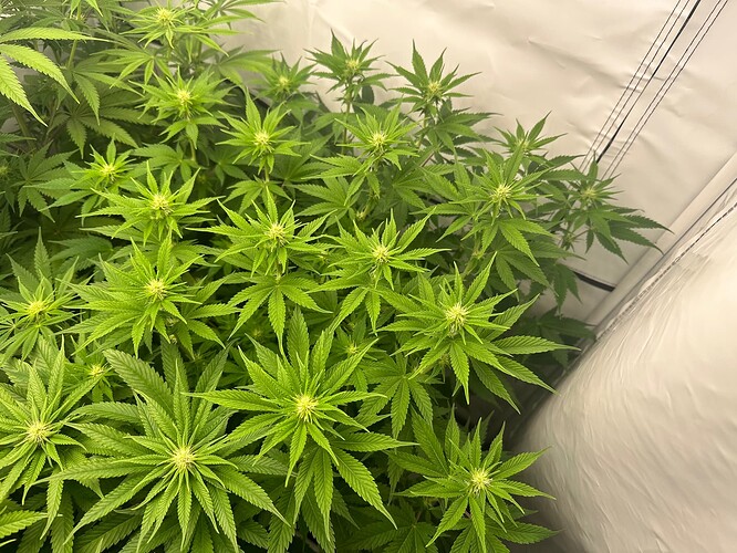 Growreport Bild 11