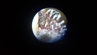 Growreport Bild 3