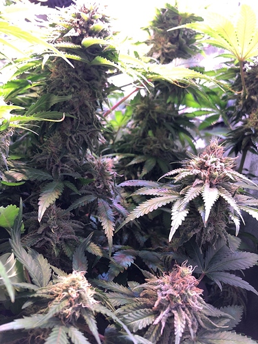 Growreport Bild 36