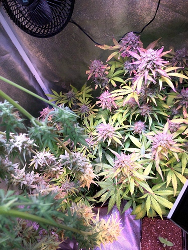 Growreport Bild 11