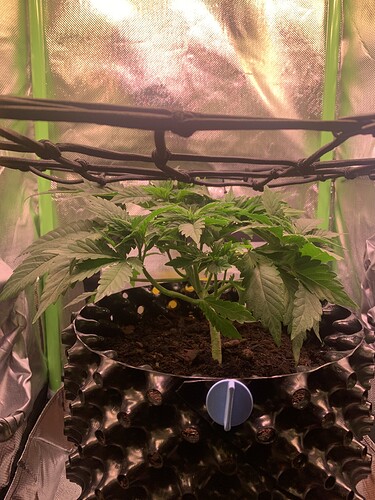 Growreport Bild 5