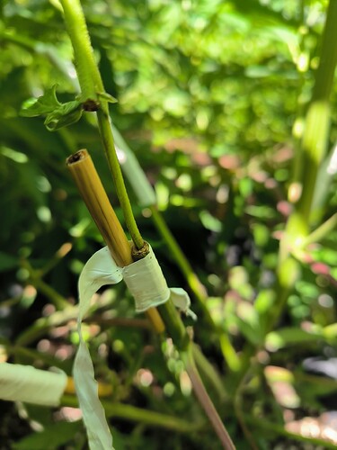 Growreport Bild 3