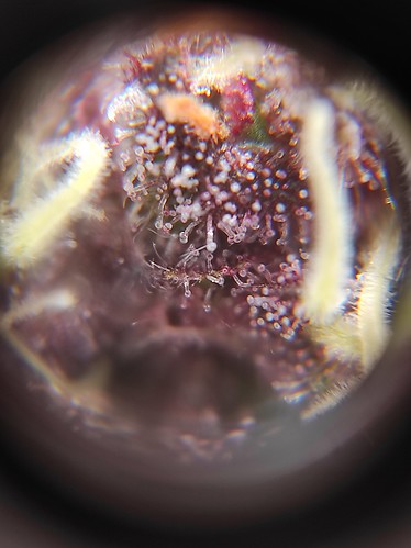 Growreport Bild 9