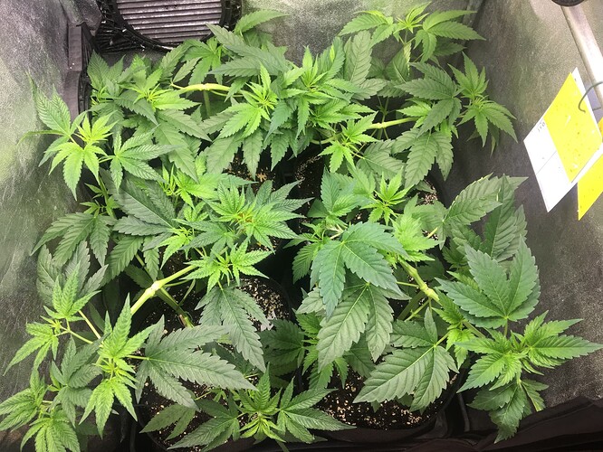 Growreport Bild 6
