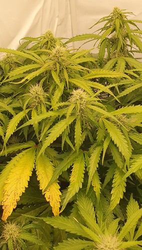 Growreport Bild 7