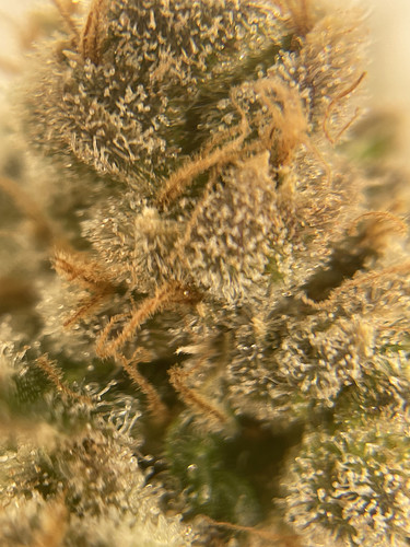 Growreport Bild 24