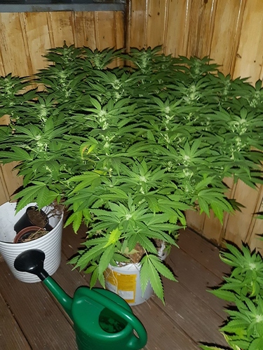 Growreport Bild 5
