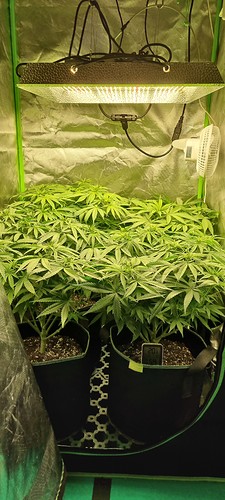 Growreport Bild 11