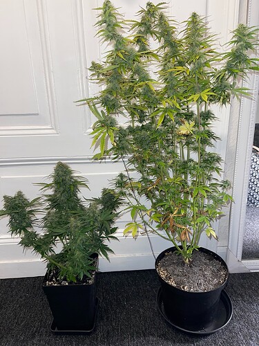 Growreport Bild 5