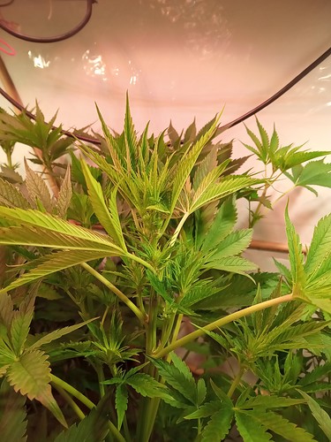Growreport Bild 30