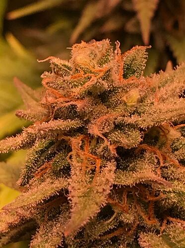 Growreport Bild 8