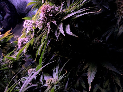 Growreport Bild 8