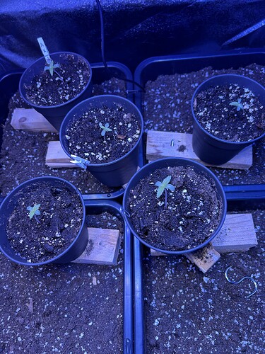 Growreport Bild 17