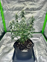 Growreport Bild 5