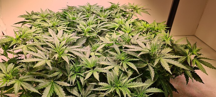 Growreport Bild 11