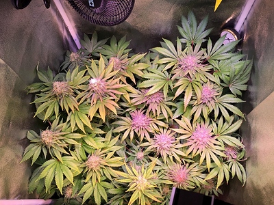 Growreport Bild 27