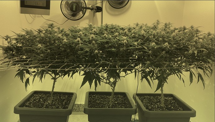Growreport Bild 2