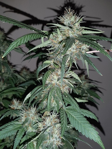 Growreport Bild 6