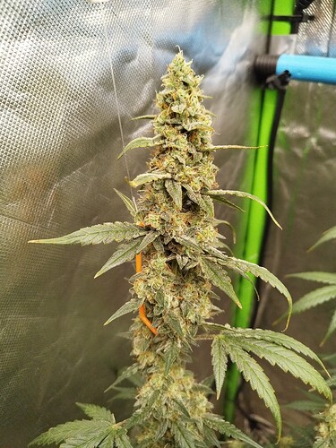 Growreport Bild 7