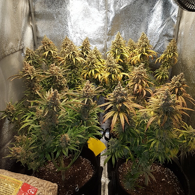 Growreport Bild 14