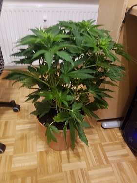 Growreport Bild 4