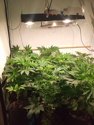 Growreport Bild 7