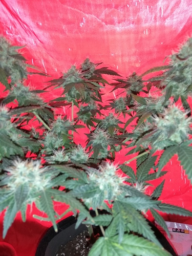 Growreport Bild 1