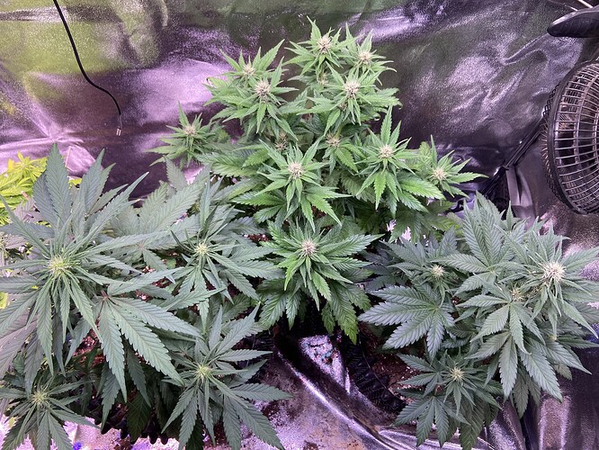 Growreport Bild 9