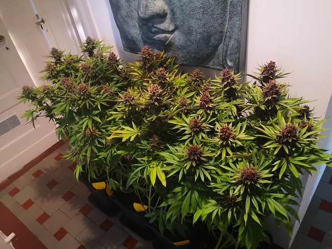 Growreport Bild 1