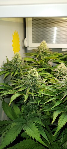 Growreport Bild 9