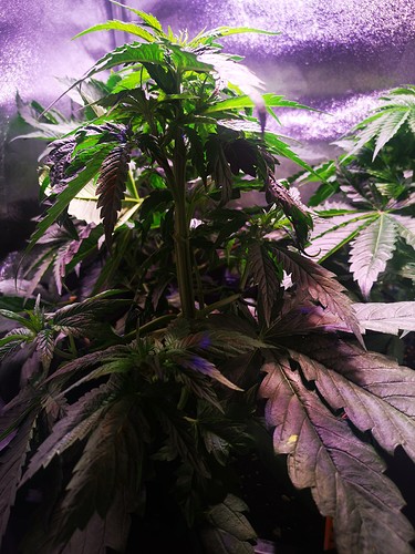 Growreport Bild 16