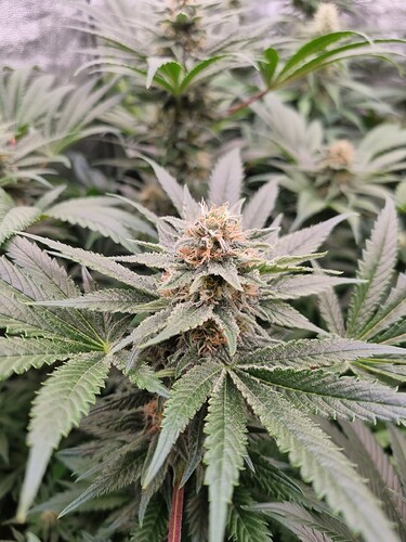 Growreport Bild 14