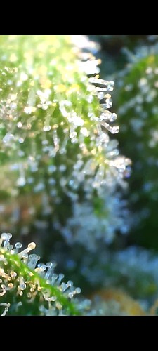 Nahaufnahme von Trichomen einer Cannabispflanze im Blütestadium, die Harz produzieren.