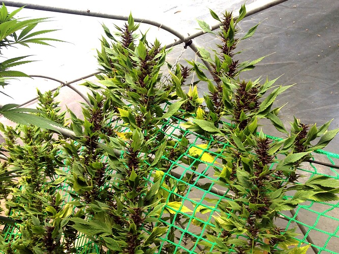 Growreport Bild 3