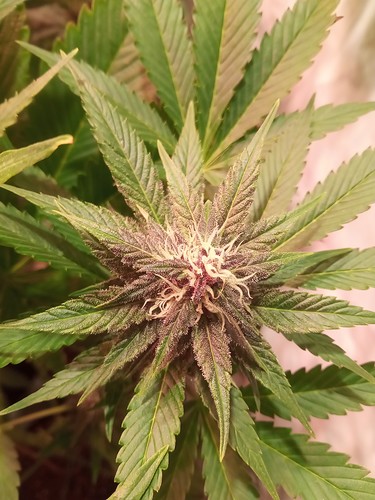 Growreport Bild 2