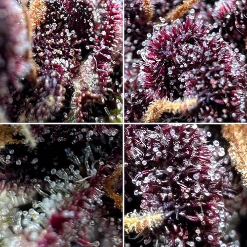 Growreport Bild 3